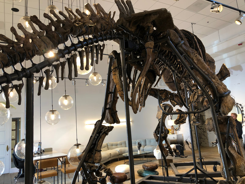 Triceratops Skeleton | Dinosaur Bones 20