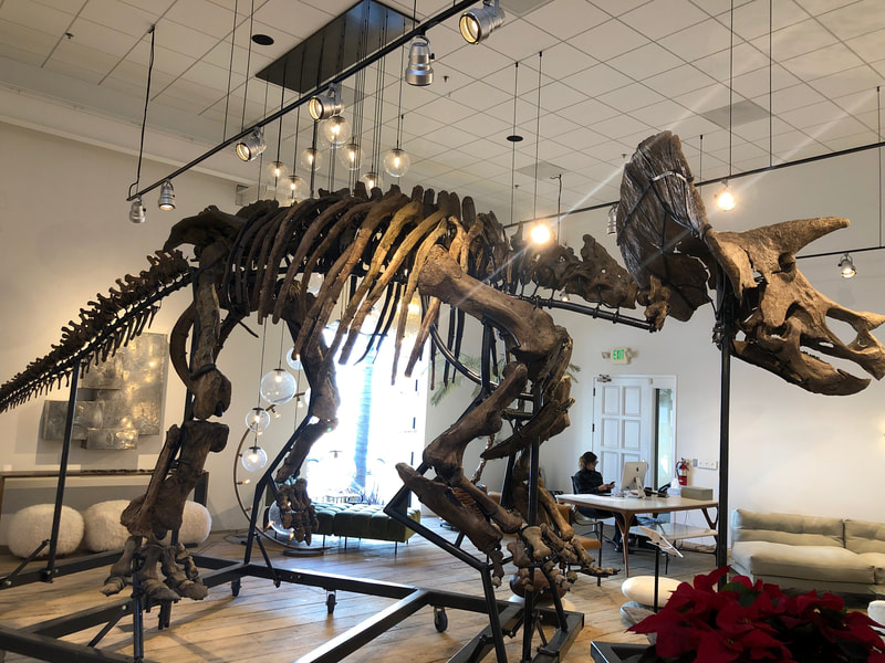 Triceratops Skeleton | Dinosaur Bones 21