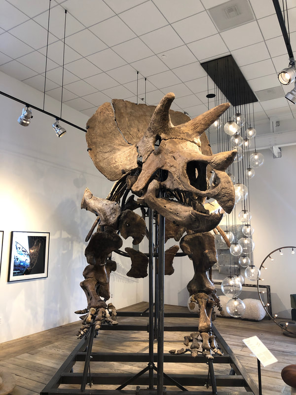 Triceratops Skeleton | Dinosaur Bones 22