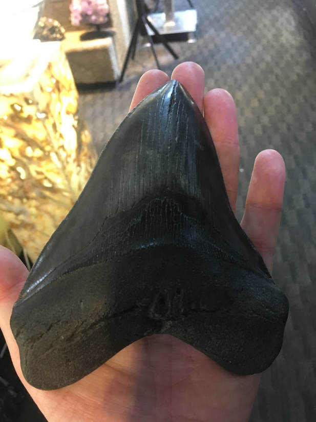 Megalodon Tooth | Dinosaur Bones