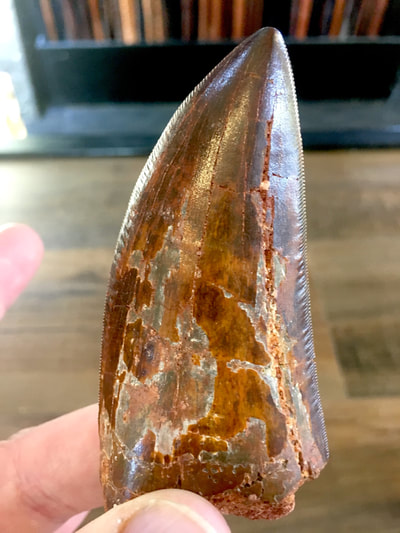 T-Rex Tooth | Dinosaur Bones 2