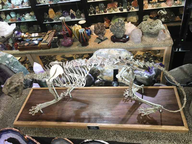 Pirate Gold Coins: Treasures of the Jurassic - False Saber Tooth 5