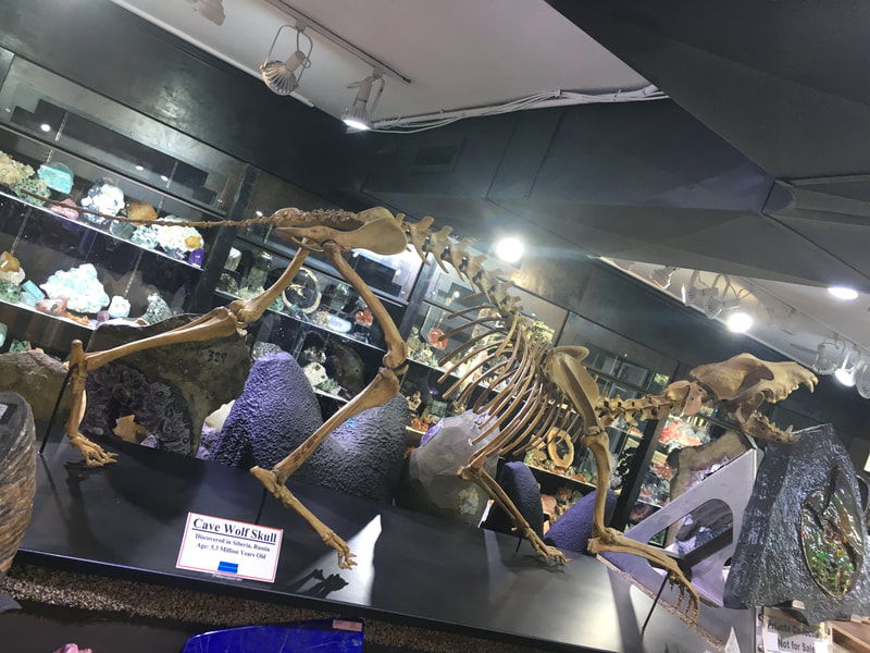 Pirate Gold Coins: Treasures of the Jurassic - Cave Wolf Skeleton 6