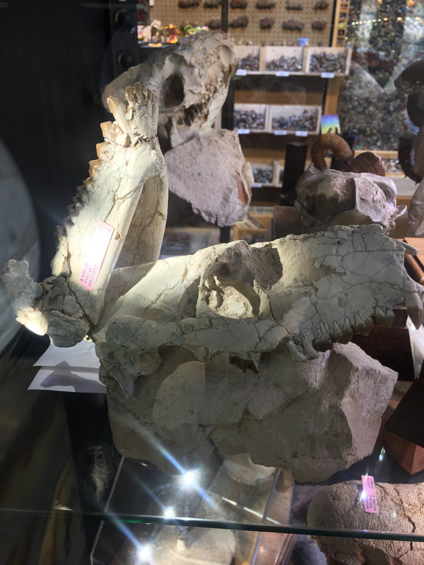 Oreodont Skull | Dinosaur Bones