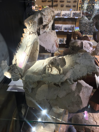 Oreodont Skull | Dinosaur Bones 2