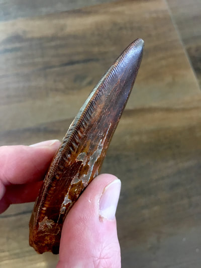 T-Rex Tooth | Dinosaur Bones 3