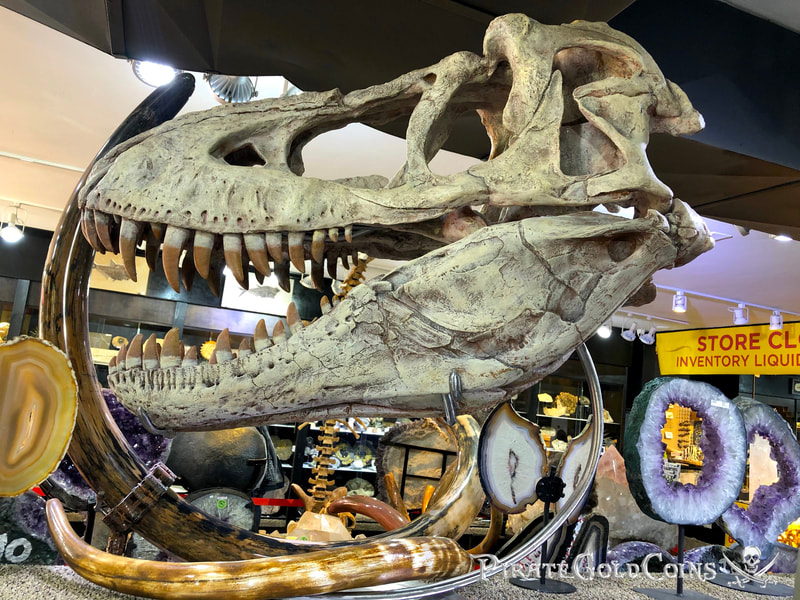 Replica T-Rex Skull | Dinosaur Bones 2