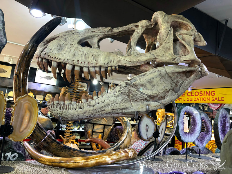 Replica T-Rex Skull | Dinosaur Bones 3