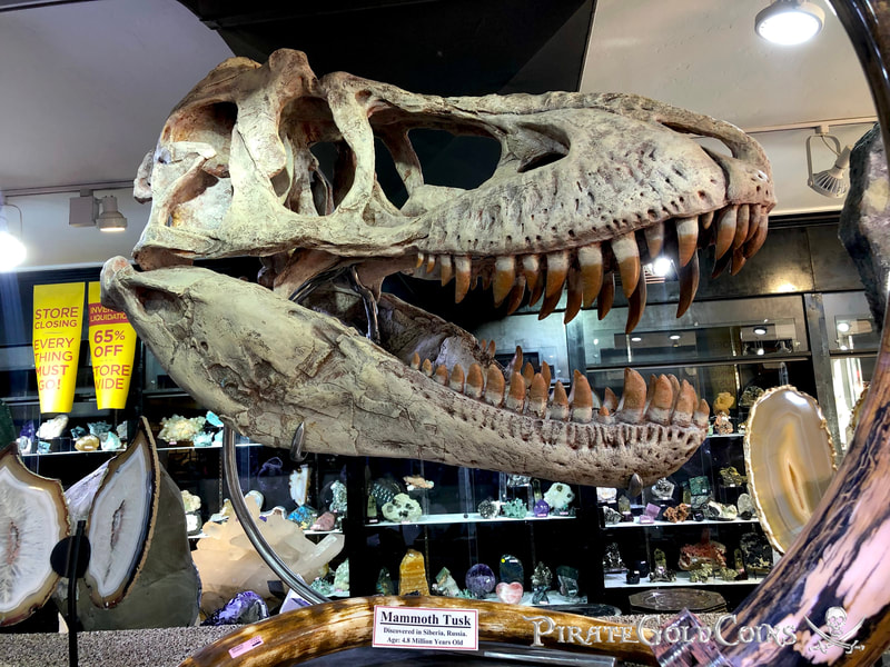 Replica T-Rex Skull | Dinosaur Bones
