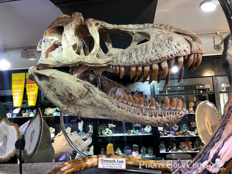 Replica T-Rex Skull | Dinosaur Bones 4