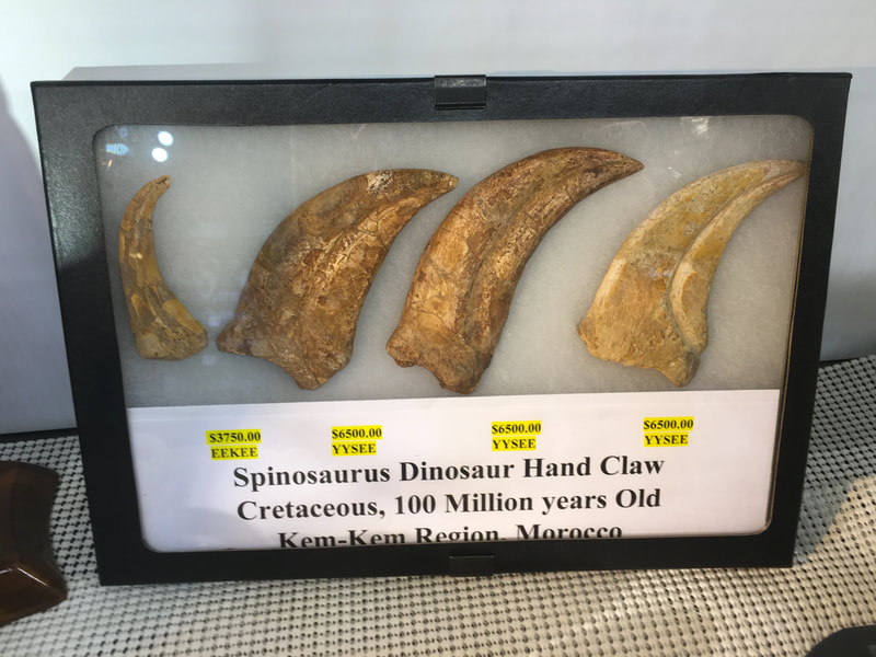 Spinosaurus Hand Claw (4) Dinosaur Fossil 2