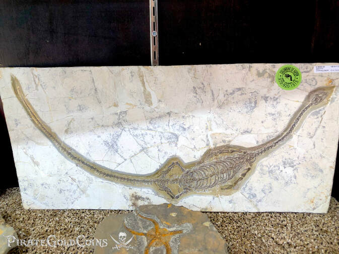 Hyphalosaurus Wal Displayl | Dinosaur Bones