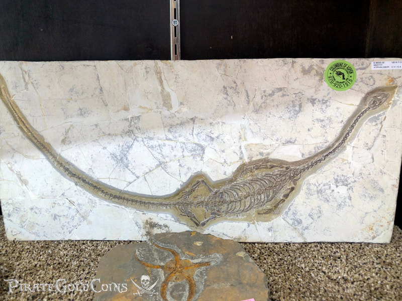 Hyphalosaurus Wal Displayl | Dinosaur Bones 2