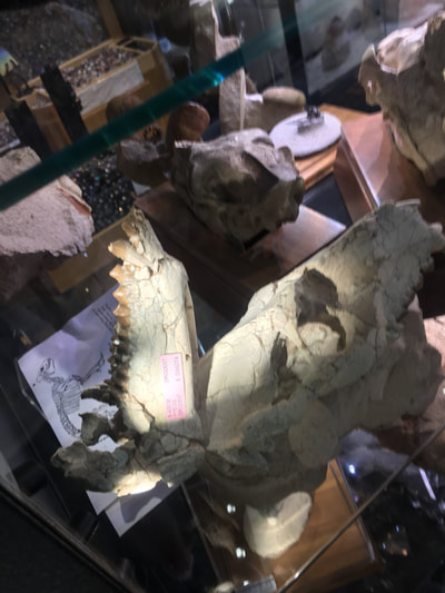 Oreodont Skull | Dinosaur Bones 3