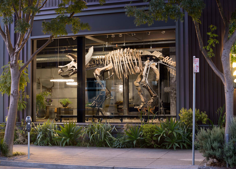 Triceratops Skeleton | Dinosaur Bones