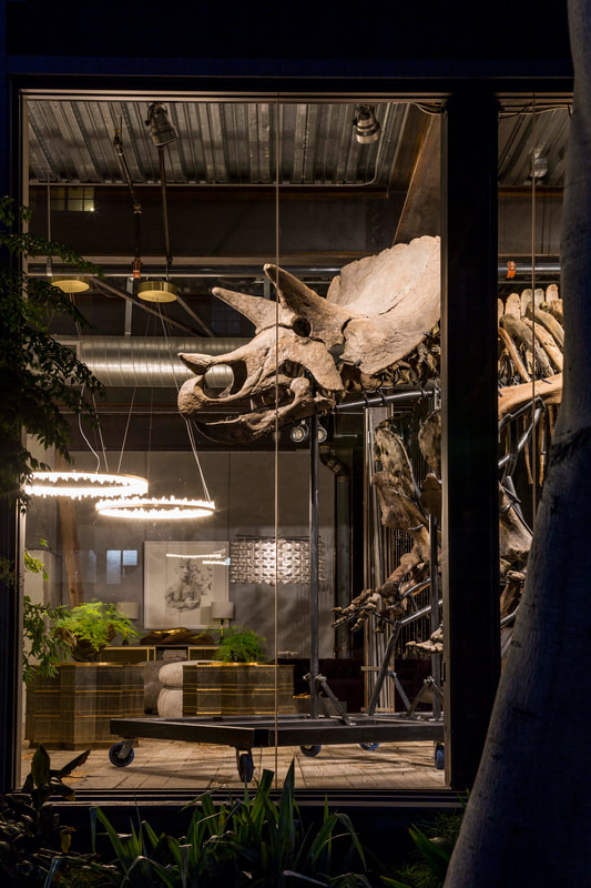 Triceratops Skeleton | Dinosaur Bones 2