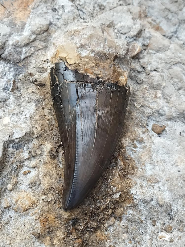 Largest Find Ever! "King's Platter" 6 T-Rex Teeth 2