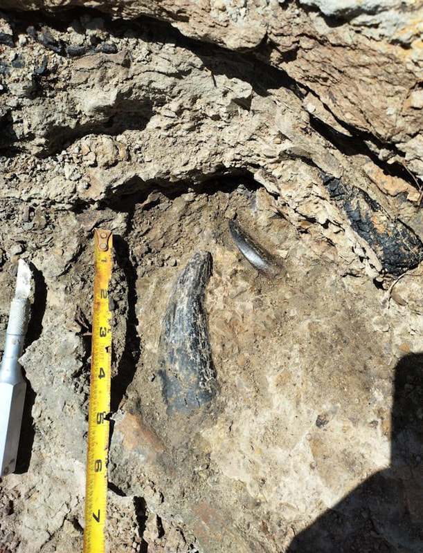 Largest Find Ever! "King's Platter" 6 T-Rex Teeth 3