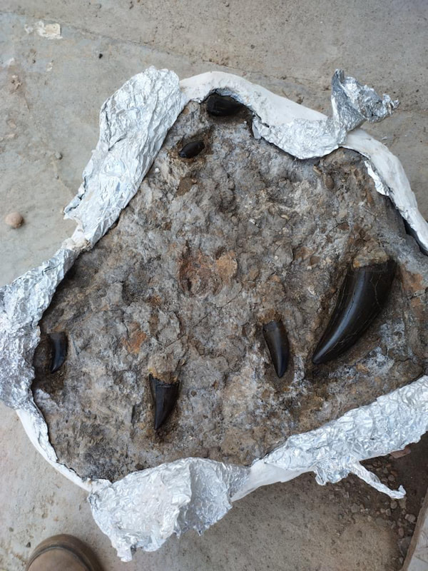 Largest Find Ever! "King's Platter" 6 T-Rex Teeth 4