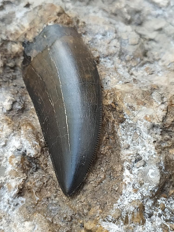 Largest Find Ever! "King's Platter" 6 T-Rex Teeth 5