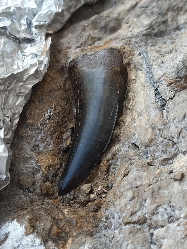 Largest Find Ever! "King's Platter" 6 T-Rex Teeth 6