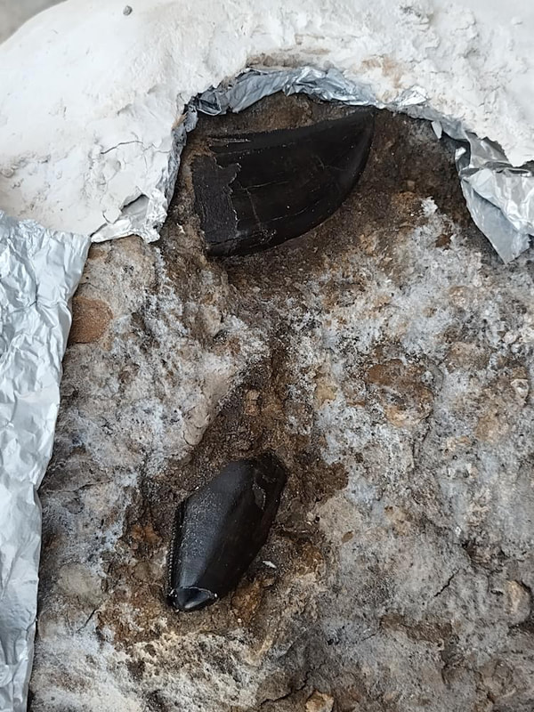 Largest Find Ever! "King's Platter" 6 T-Rex Teeth 7