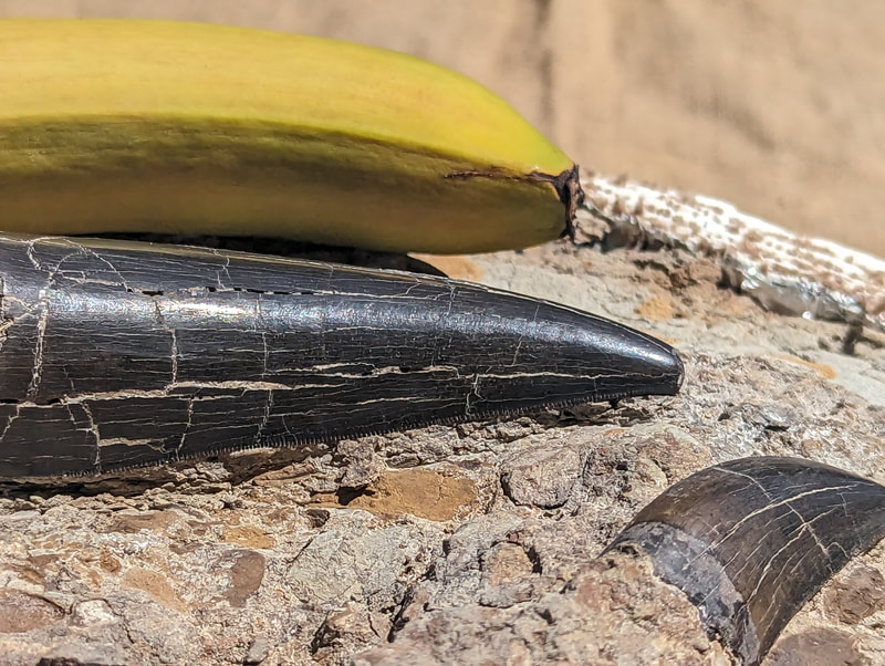 Largest Find Ever! "King's Platter" 6 T-Rex Teeth 9