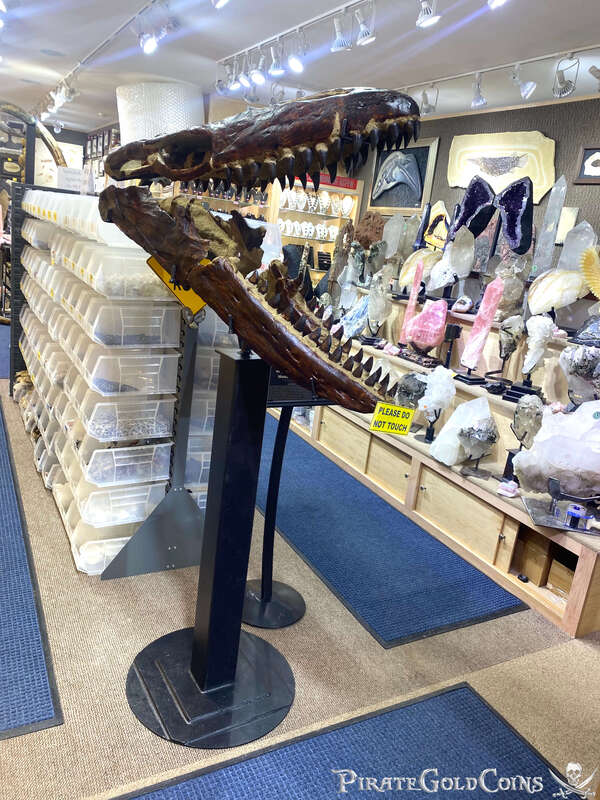 Mosasaur Dinosaur Fossil | Pirate Gold Coins Jurassic Treasures 2