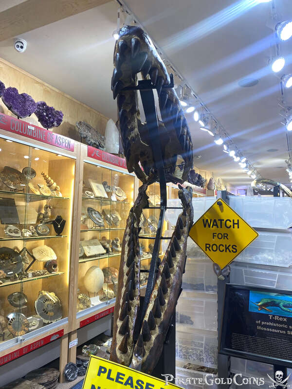 Mosasaur Dinosaur Fossil | Pirate Gold Coins Jurassic Treasures 3