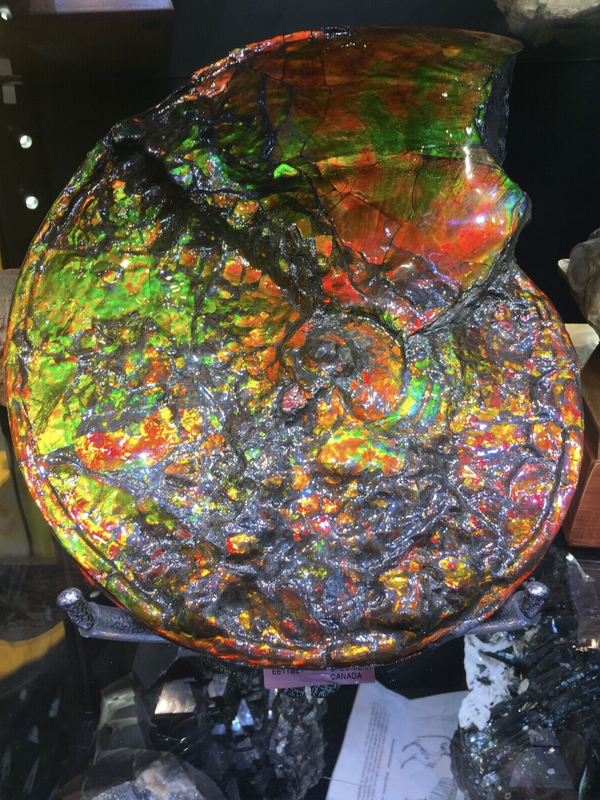 Ammolite Opalized Ammonite Pirate Gold Coins Treasures of the Jurassic 2