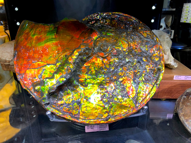 Ammolite Opalized Ammonite Pirate Gold Coins Treasures of the Jurassic