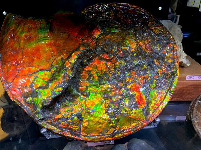 Ammolite Opalized Ammonite Pirate Gold Coins Treasures of the Jurassic 3