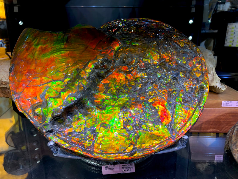 Ammolite Opalized Ammonite Pirate Gold Coins Treasures of the Jurassic 4