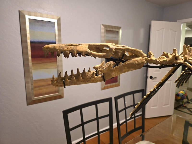 Mosasaur Display 8
