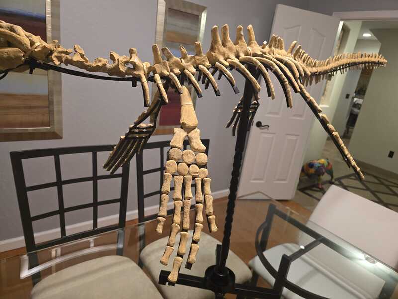 Mosasaur Display 9