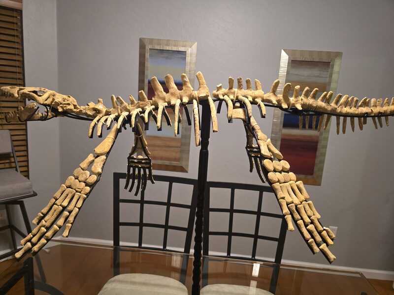 Mosasaur Display 12