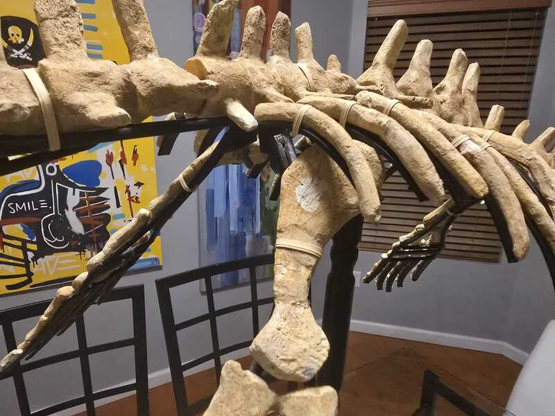 Mosasaur Display 24