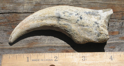 Spinosaurus Claw | Dinosaur Bones 5