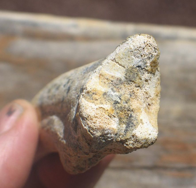 Spinosaurus Claw | Dinosaur Bones 7