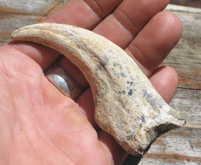 Spinosaurus Claw | Dinosaur Bones 8