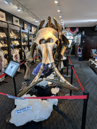 Woolly Mammoth Skeleton | Dinosaur Bones 6