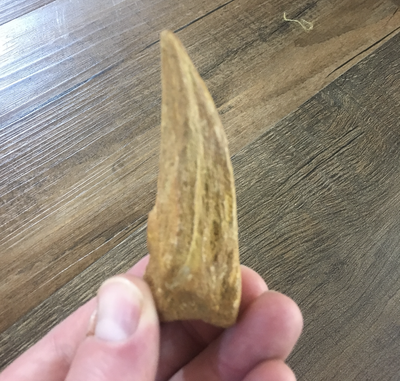 T-Rex Claw | Dinosaur Bones 3