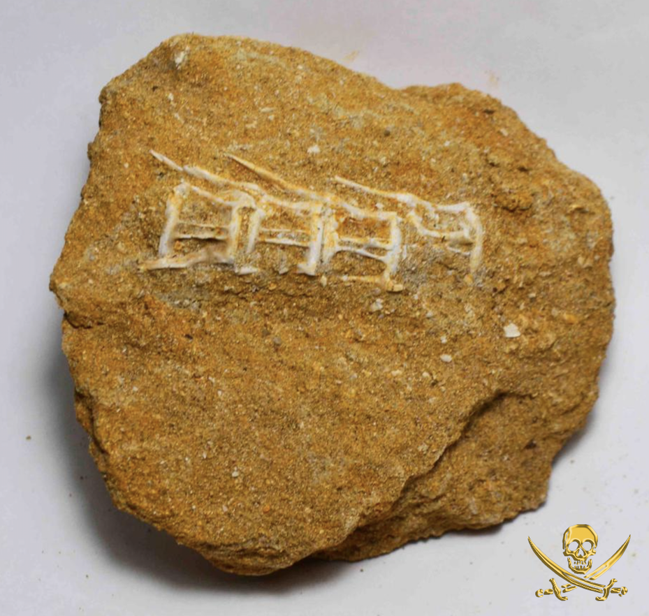 Saber Tooth Vertebrate | Dinosaur Bones