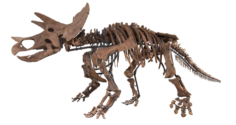 Triceratops Skeleton | Dinosaur Bones 10