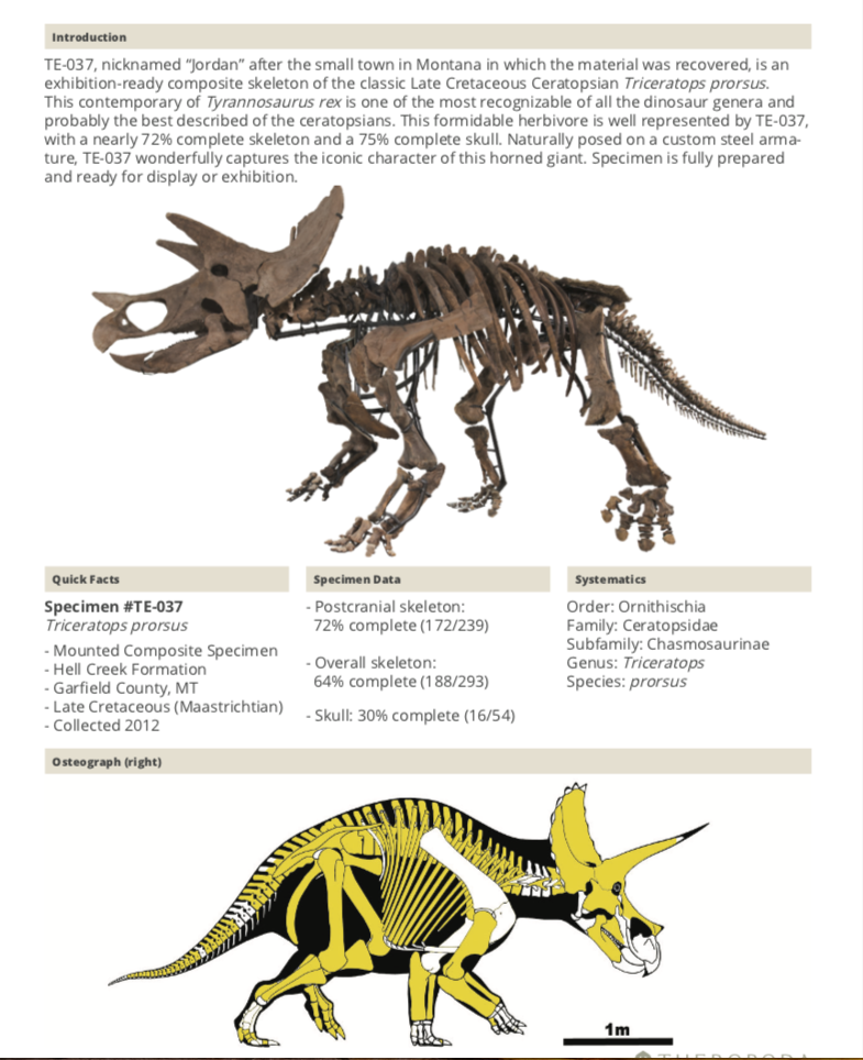 Triceratops Skeleton | Dinosaur Bones 11