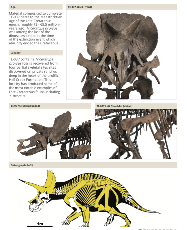 Triceratops Skeleton | Dinosaur Bones 4