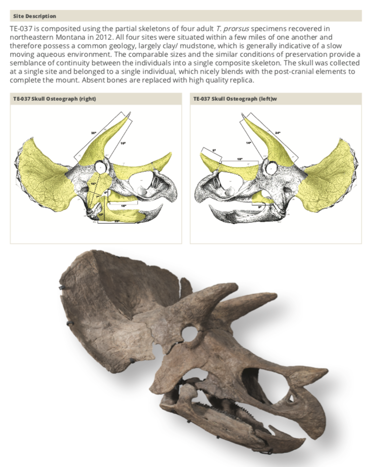 Triceratops Skeleton | Dinosaur Bones 12