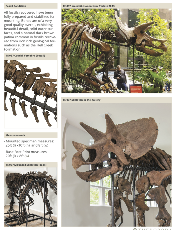 Triceratops Skeleton | Dinosaur Bones 13