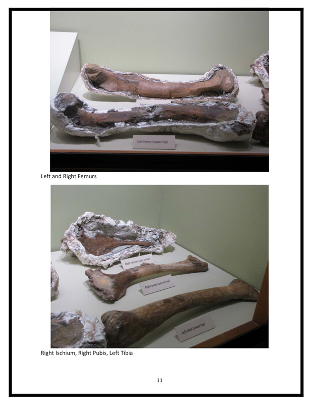 Baby T-Rex | Dinosaur Bones 4