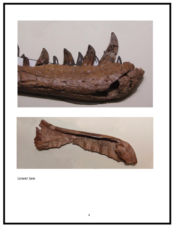 Baby T-Rex | Dinosaur Bones 6